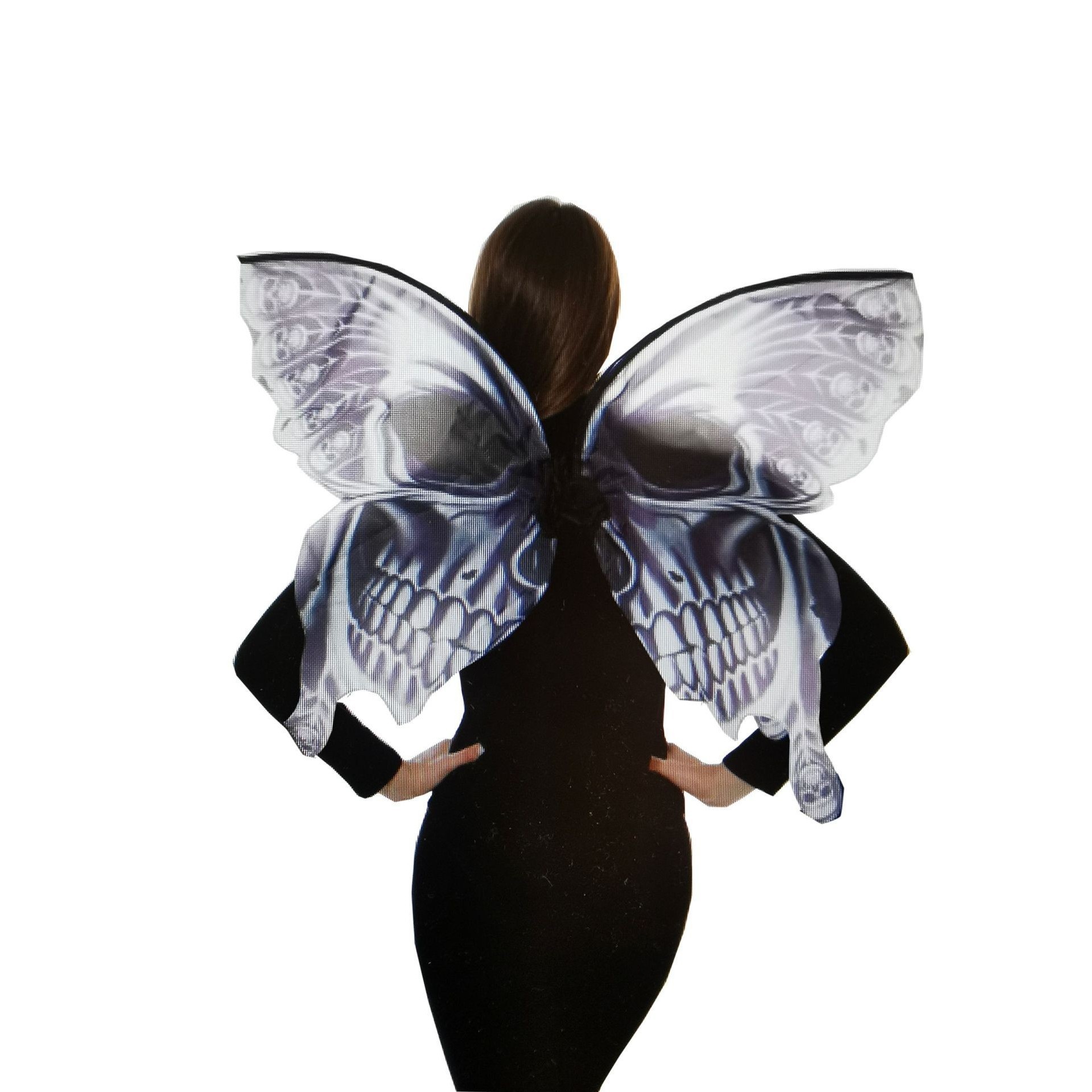 Adult butterfly wings black