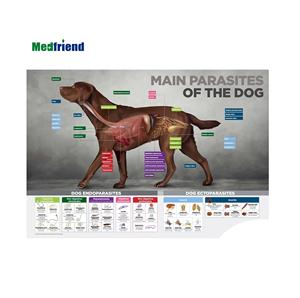 3D医療用人体解剖学的ウォールチャート/ポスター-犬の犬の解剖学的チャートの主な特徴 - Product Image 1