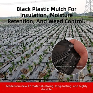 <span class=keywords><strong>Film</strong></span> de paillage en LDPE moulé par soufflage, prix pour usage agricole, 20 microns, noir, traité anti-UV, perforé, pour la culture des myrtilles - Product Image 3