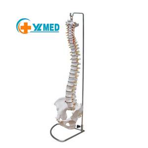 Lehrmittel Lebensgroßes Menschliches Wirbelsäulenmodell mit Gelenken, Wirbeln, Nerven, Arterien, Lendenwirbelsäule und Becken-Skelettmodell - Product Image 1