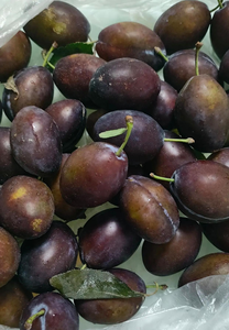 WU Mo Guo Prodotti Alimentari per la Salute, Vendita all'Ingrosso, Rinforzamento Polmonare, Calmante per l'<span class=keywords><strong>Asma</strong></span>, Ripristino Fluidi Corporei, Diarrea Cronica - Product Image 3