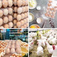 Offre Spéciale : Barquettes d'Emballage pour Œufs en Plastique PET Transparent Jetables, Vente en Gros, Procédé de Thermoformage PET pour Supermarchés, 12 Cavités