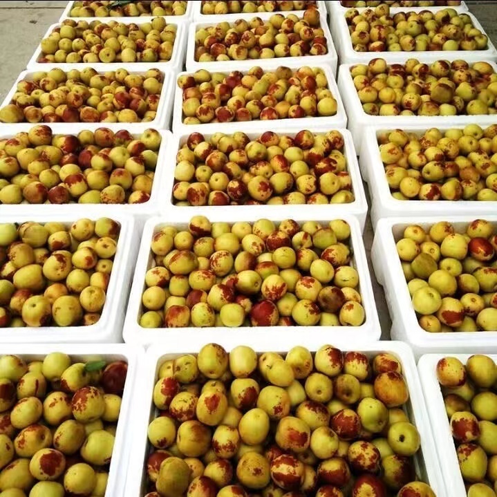 Свежая зима Jujube сладкие сочные китайские красные даты цена