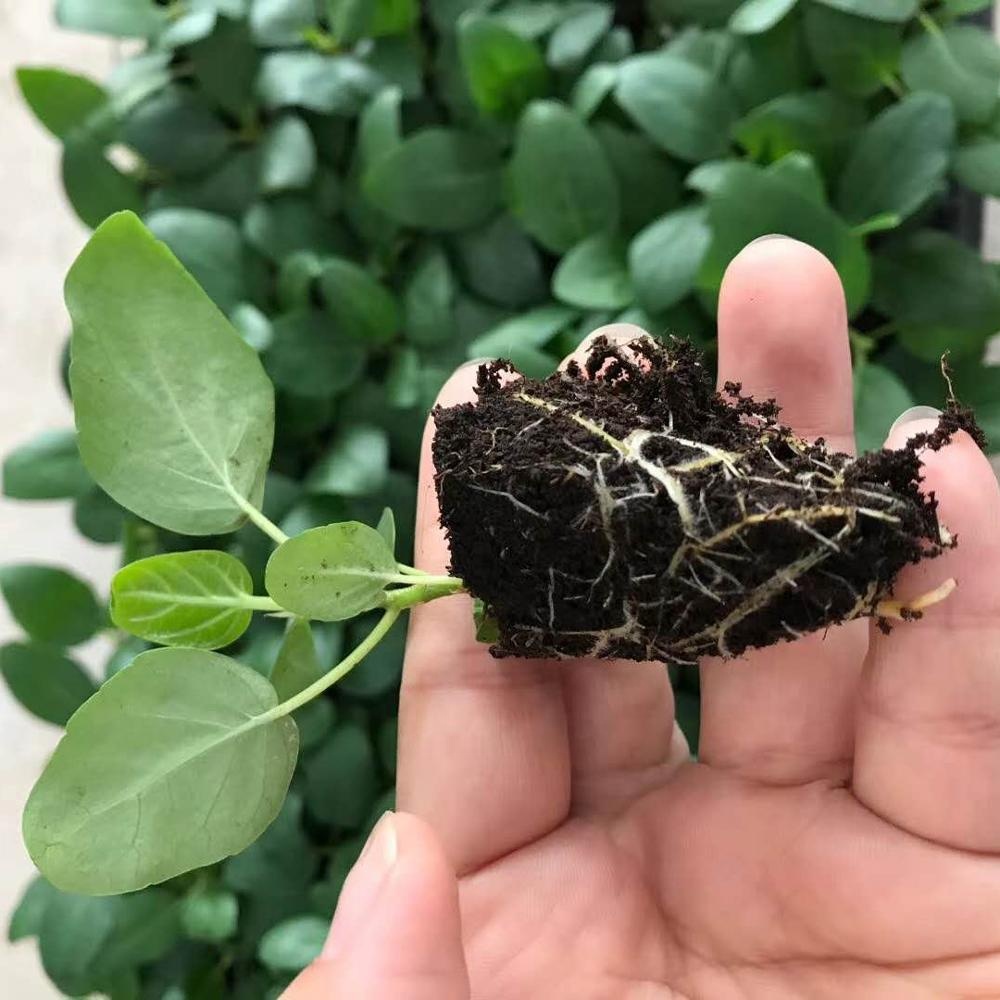 Ткань культура зеленый лист богатый баньян