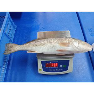 <span class=keywords><strong>Poisson</strong></span> Rouge Congelé IQF à <span class=keywords><strong>Prix</strong></span> Abordable, Qualité A+, Tailles 700-2000g, Origine Mer de Chine, Vente en Gros, Fruits de Mer Taisheng - Product Image 1