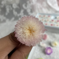 Fabrik-Großhandel Bunte Konservierte Chrysanthemenblütenköpfe Konservierte Gänseblümchen Konservierte Blumen für Heimdekoration