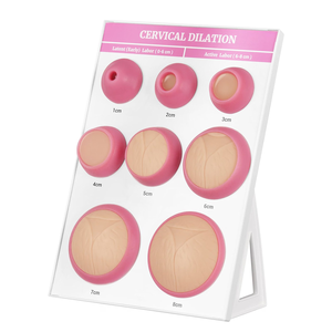 Modelo de Exhibición para Examen Ginecológico, Tabla de Dilatación Cervical de 1-8 cm, Modelo de Parto para Uso Educativo - Product Image 2