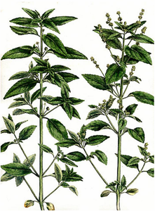 Grosir kualitas tinggi murni alami <span class=keywords><strong>Artemisia</strong></span> annua bubuk <span class=keywords><strong>Artemisia</strong></span> bubuk ekstrak untuk dijual - Product Image 4