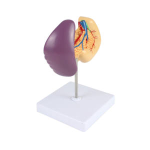 Anatomisch Model Alvleesklier, Milt En Twaalfvingerige Darm - Product Image 4