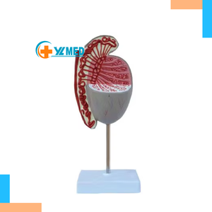 Modèle de structure testiculaire, modèle de guidage sur la santé génito-urinaire, modèle de guidage sur la santé de l'andrologie et du mariage pour l'enseignement médical - Product Image 1