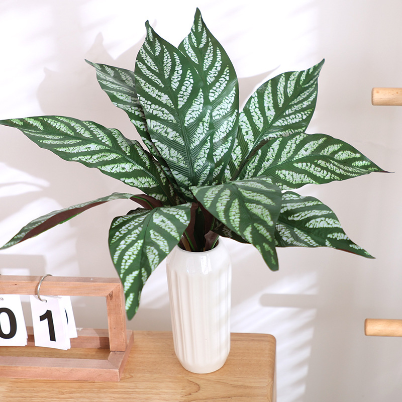 แป้งข้าวโพดพันธุ์นกยูง