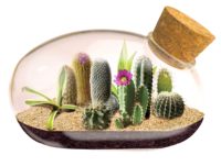 Mini Terrarium en Verre Cactus : Kit de Démarrage Complet pour un Jardin Miniature de Souris du Désert – Amusez-vous à Cultiver, Faible Entretien, Idéal pour l'Intérieur
