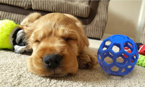 Pet fabrika toptan köpek oyuncak içi boş top TPR plastik bite dayanıklı elastik kauçuk top noel çan pet oyuncak top - Product Image 5