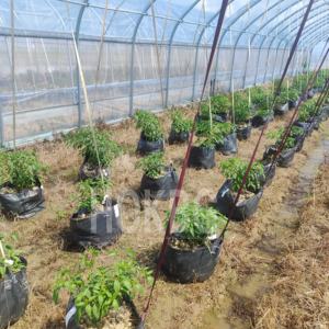 Muestras gratis macetas de tela de plástico de 5/10/15/20/25/35/50/75/80/110/135/200 galones con asas bolsa de cultivo tejido PP para flores y plantas - Product Image 5