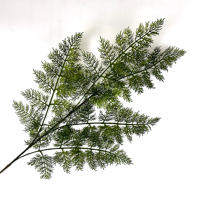 Podocarpus macrocarpus de couleur foncée.