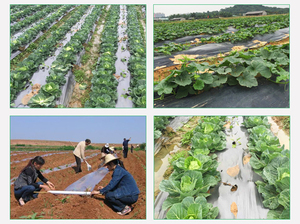 El alzamiento de temperatura requiere productos agrícolas, y los campos están cubiertos con película plástica de PE de doble color para refrigeración. - Product Image 1