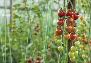 Corde de treillis agricole ronde résistante aux UV pour tomates et bananes, emballage écologique - Product Image 2