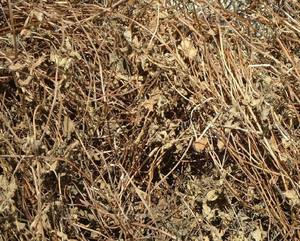 หญ้าเจลลี่อบแห้ง - Product Image 3