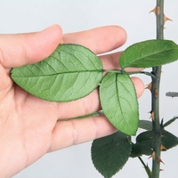 Vente en gros de feuilles de rose préservées, branches de rose de 60-70 cm, tiges de rose éternelle vertes longues pour dôme en verre