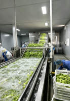Machine Commerciale de Nettoyage et de Lavage de Fruits et Légumes, Pommes de Terre, Gingembre, Carottes, Oignons, Fruits de Mer, avec Brosse à Rouleaux et Pompe, en SUS304