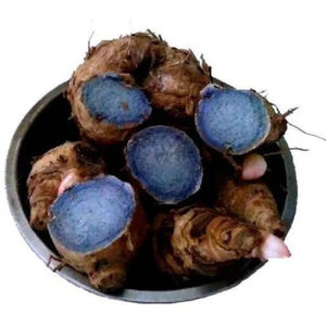 ขมิ้นดำแห้งคุณภาพส่งออก 100% แบบแผ่น/เกล็ด ผลิตจากธรรมชาติบริสุทธิ์ ใช้ได้หลากหลายประเภท ขมิ้นดำแบบแผ่น/เกล็ด - Product Image 1