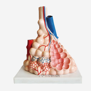 GelsonLab HSBM-240 humanos tráquea bronquio y los pulmones modelo de enseñanza - Product Image 3
