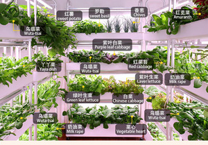 Sistemas de Cultivo Hidropónico para Interiores, Maquinaria Agrícola para Vegetales, Sistema Acuapónico para Plantas de Hoja - Product Image 4