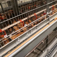 Système de collecte automatique des œufs, équipement d'élevage de volailles, cage à poules pondeuses de type H à 3-12 niveaux, cage à poules en batterie à vendre