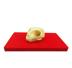 Modelo de Hueso de Mandíbula de Gato, Anatomía Animal, Esqueleto de Plástico, Modelo de Dientes de Gato, Modelo de Dentición de Gato, Manualidades - Product Image 4