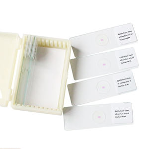 Epitelio Clees de Cavitas Oris del Humano W.M. Diapositiva de laboratorio médico Diapositiva de biología Microscopio histológico humano Diapositiva preparada - Product Image 6