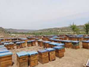 <span class=keywords><strong>Miel</strong></span> <span class=keywords><strong>de</strong></span> Flor Amarilla 100% Pura y Natural BEESTAR, Producto Orgánico Crudo <span class=keywords><strong>de</strong></span> <span class=keywords><strong>Miel</strong></span> <span class=keywords><strong>de</strong></span> Abeja <span class=keywords><strong>de</strong></span> China, Flores <span class=keywords><strong>de</strong></span> <span class=keywords><strong>Canola</strong></span> - Product Image 5