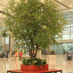 Fabricación de China de plástico de interior Ficus árbol Artificial Banyan árbol para <span class=keywords><strong>el</strong></span> aeropuerto - Product Image 1