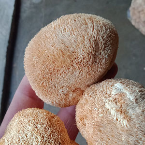 Hou tou gu champignon <span class=keywords><strong>Hericium</strong></span> cru comestible séché entier <span class=keywords><strong>Hericium</strong></span> non ramifié pour la nourriture - Product Image 3