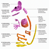 Modèle d'enseignement squelette en plastique, modèle anatomique animal, squelette de souris grandeur nature, décoration d'Halloween