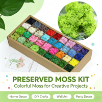 Mousse de renne stabilisée verte naturelle, Kit DIY, Décoration murale artistique, Décoration florale, Halloween, Longue durée 3-5 ans, pour la décoration d'événements