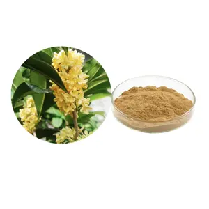 สารสกัดจากมะกอกหวาน 10:1 สารสกัด Osmanthus sp 20:1 สารสกัด Osmanthus