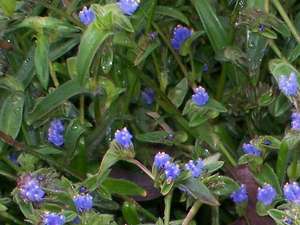 Экстрастерон, 98% натуральный корм, добавка, цианотит, арахноидейский экстракт, эктистерон, порошок 100 г/мешок - Product Image 6