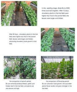 Супер качество Dora Bacillus Subtilis 10 миллиардов CFU/г стабилизатор почвы органических удобрений по конкурентоспособной цене - Product Image 4