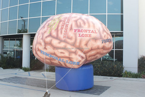 <span class=keywords><strong>Inflatable</strong></span> não cao bơm hơi khổng lồ não cho quảng cáo trang trí đường phố - Product Image 2