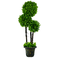 Prix usine gros topiaires arbres à feuilles persistantes arbre vert buis artificiels arbres topiaires pour la maison salon décoration