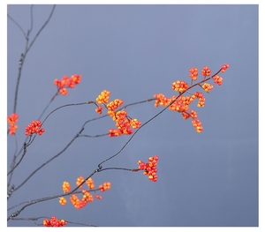 Baies d'<span class=keywords><strong>acacia</strong></span> rouges artificielles pour décoration murale pendant Thanksgiving Nouvel An chinois et fête des pères - Product Image 2