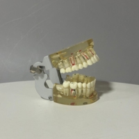 Modèle Typodont dentaire Standard pour l'étude de la maladie d'implant de pont de restauration de dents démo médicale amovible pour dentiste