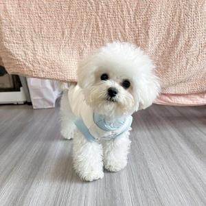 <span class=keywords><strong>Ropa</strong></span> de Verano Ligera para Perros y Gatos, Chaleco Antipelusas para Bichón, Teddy, Pomerania, Maltés y Perros Pequeños - Product Image 3