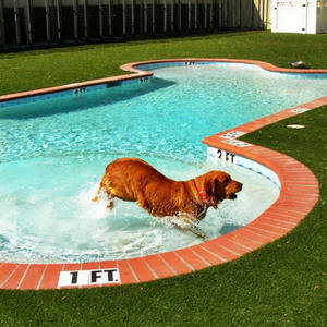 Venta al por mayor tamaño personalizado al aire libre enterrado niños pequeño perro <span class=keywords><strong>piscina</strong></span> mascota fibra de vidrio buceo <span class=keywords><strong>piscina</strong></span> sobre el suelo <span class=keywords><strong>piscina</strong></span> - Product Image 2