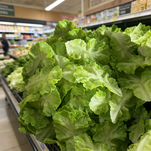Lifelike Plastic Eco-Friendly Artificial Lettuce Leaves Realistic French Butter Prop Iceberg Lettuce BBQ Restaurant Food Display - Product Image 6