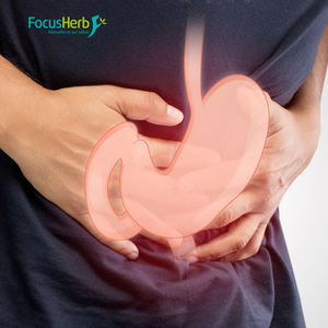 FocusHerb Vente Chaude Certifié EU & USDA Extrait de Champignon Crinière de Lion en Poudre - Product Image 3