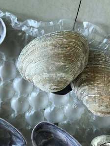 เปลือกหงส์สีม่วงสำหรับตกแต่งงานฝีมือ - Product Image 5
