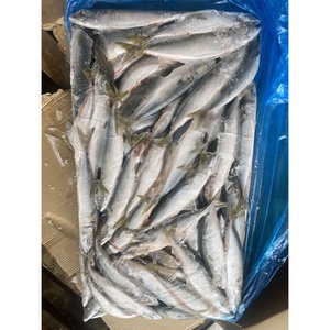 Biologische diepvries Pacifische makreel vis importeurs te koop. Koop hele DOMINE variëteiten in bulk kartonnen dozen van 10 kg. - Product Image 6