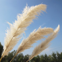 Plantes de la pampa conservées Bouquet de fleurs séchées Boho décor de Table pampa brune herbe blanche pour les mariages décor à la maison fêtes rustiques