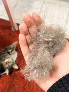 Outil de suppression des poils d'animaux, rouleau anti-poils réutilisable pour poils d'animaux, dépoussiéreur auto-nettoyant pour poils de chat avec bac à poussière, dépoussiéreur pour poils de chien pour canapé - Product Image 4